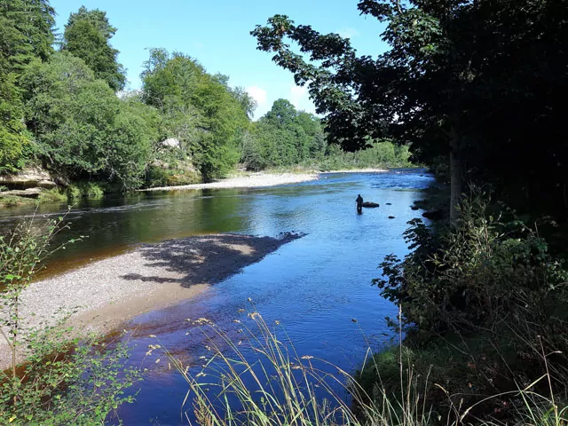 A person is fishing near a forest, making headlines.