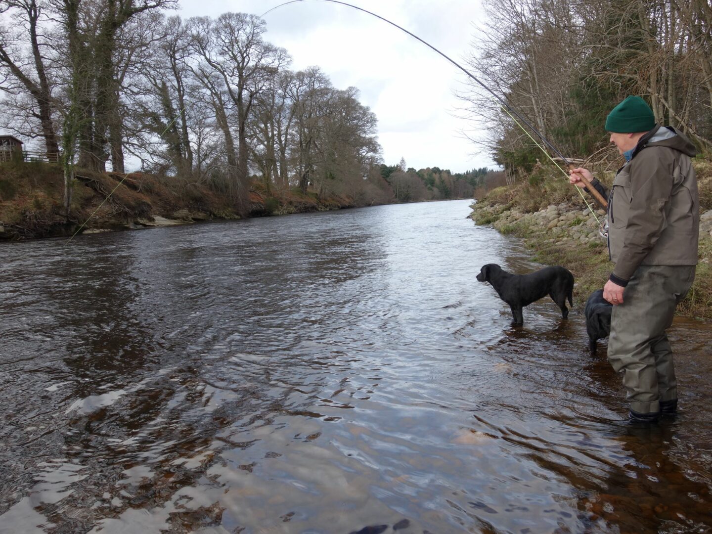 Tom Brown wading down through the tail of Roan Pool. Altyre Estate, River Findhorn in good high water conditions.