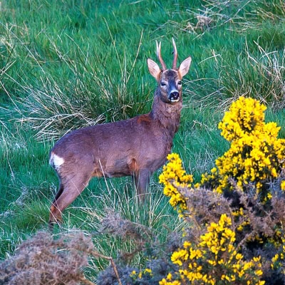 Deer in the bluebells