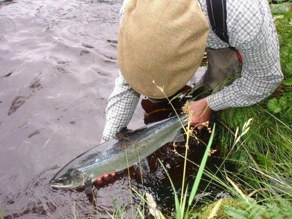 Lovely fresh Spring salmon from the Mill pool on Ballindalloch