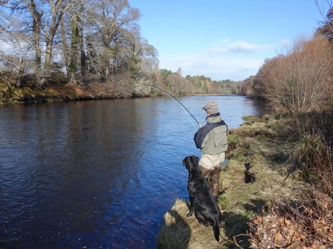 Into a strong fish in Roan pool on Altyre.