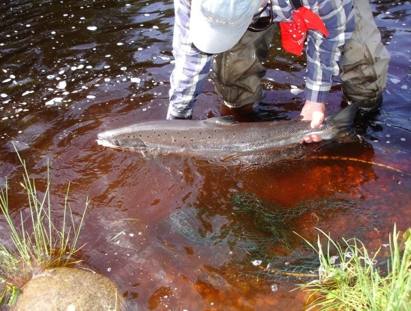 Releasing a Salmon