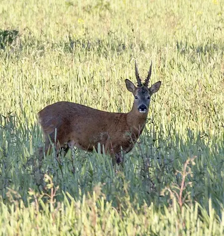 Roe Deer