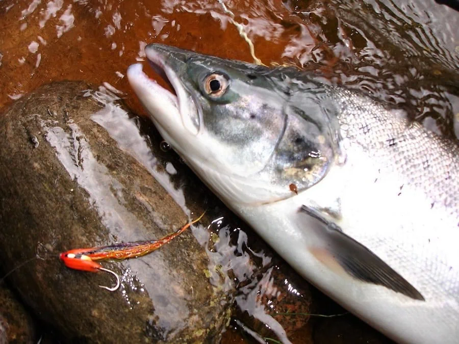 Sea liced grilse, Altyre Estate