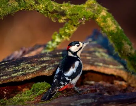 Spotted Woodpecker