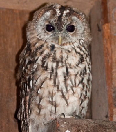Tawny Owls in abundance