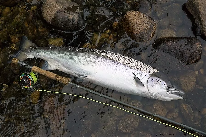 A cracking fresh Spring salmon of around 12lbs from Upper Home Beat, Darnaway