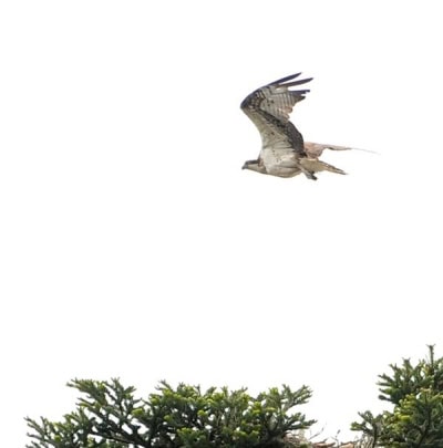 Osprey flying over its nest