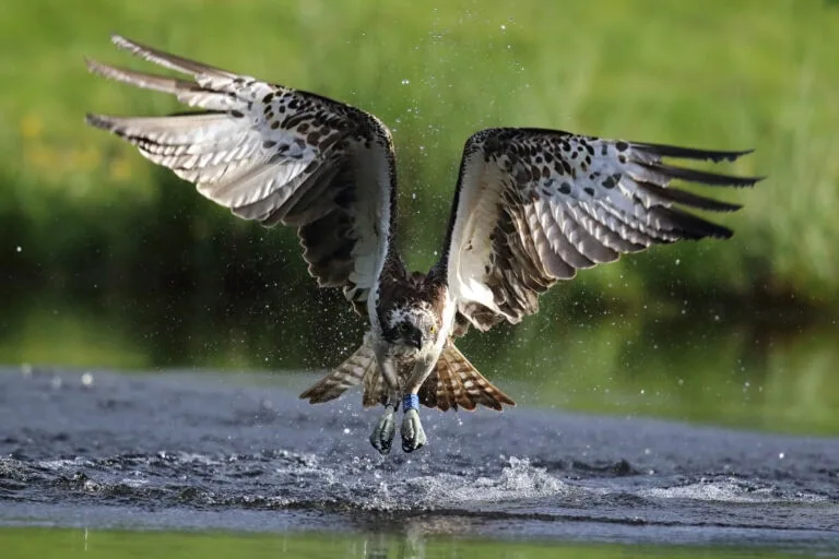 Discover the Wildlife of River Findhorn: A Nature Lover’s Guide