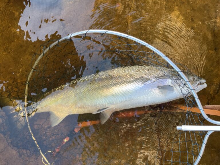 First Spring salmon of the 2024 season