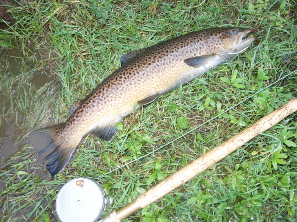 A close-up of a salmon caught on the River Tweed.