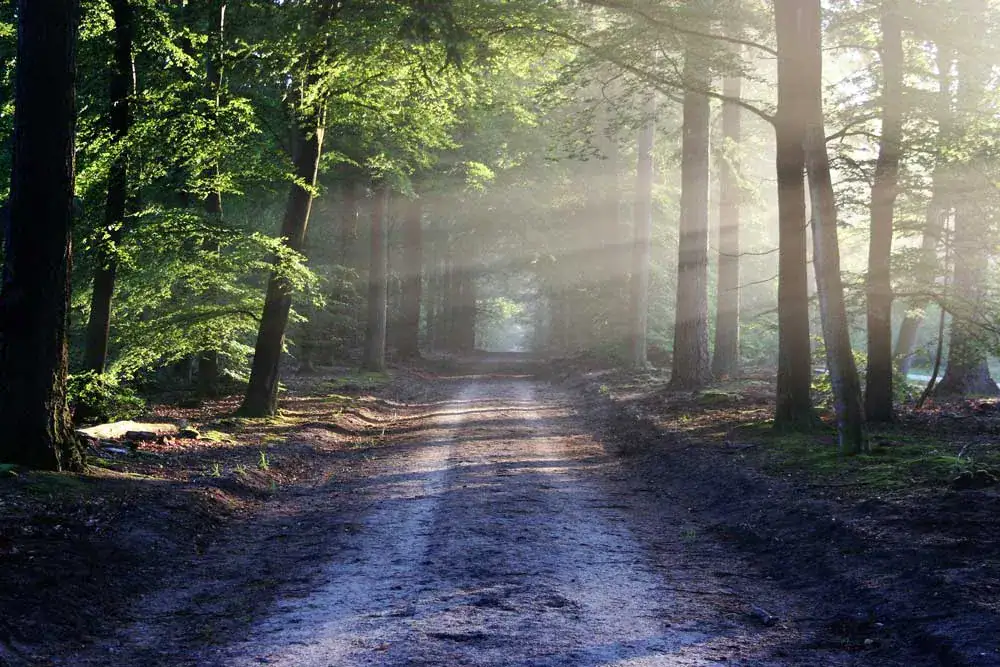 Bespoke Speyside tour — forest track through the Highlands