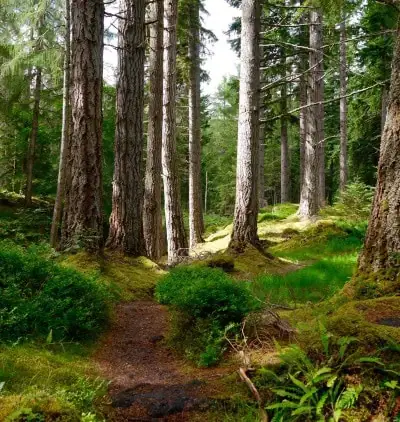 Woodland tours — path through Speyside woods