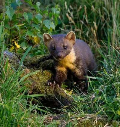 Pine marten — Speyside wildlife tours