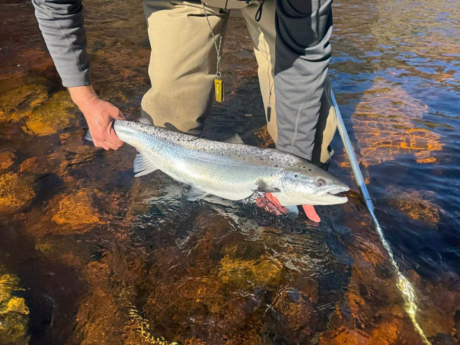 David Swain's 12 lb Spring salmon being released at Palamore pool on the River Findhorn, March 20th 2026