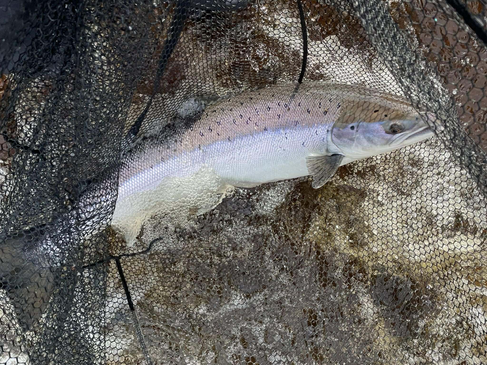 A fresh-run Spring salmon in a landing net on the River Findhorn, March 2026