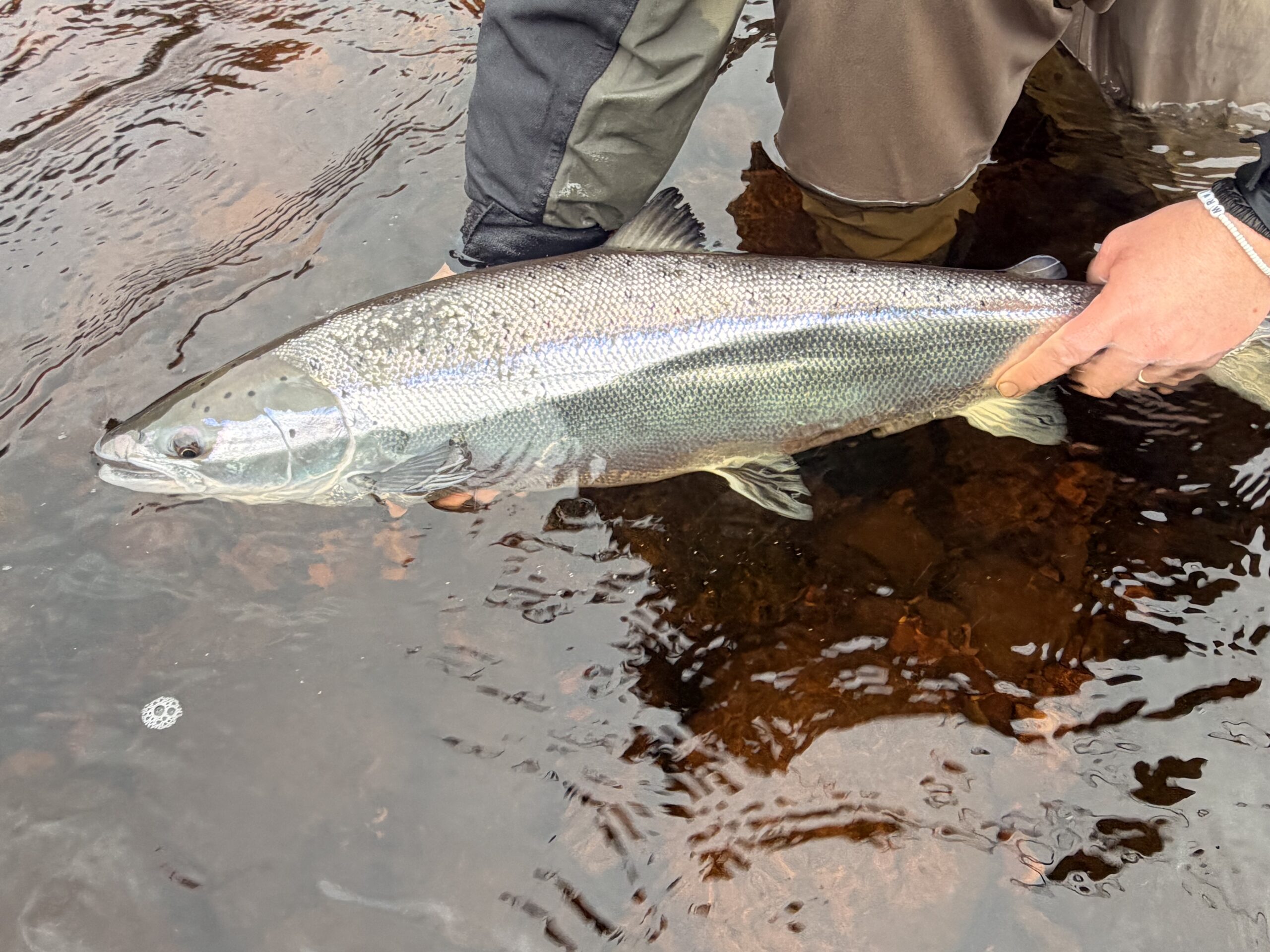 Ben Smith holding a fresh run Atlantic salmon on the River Findhorn